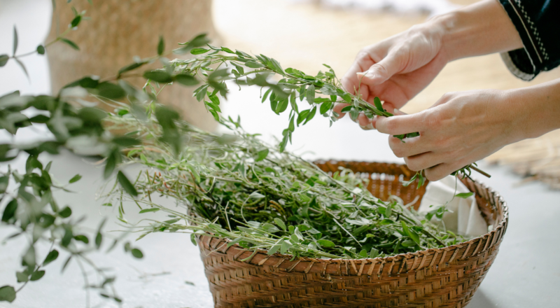 plantas medicinais