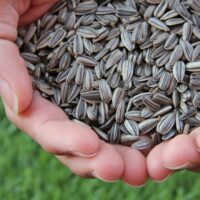 semente de girassol (1)