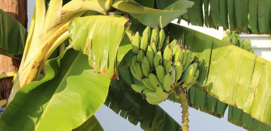 chá de bananeira